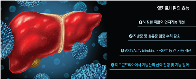 l carnitine 효능 다이어트 부스터, L-카르니틴 효과적으로 먹는 방법 : L-카르니틴 효능, 부작용, 먹는 방법, 먹으면 안 되는 사람 : 스완슨코리아 main image 0