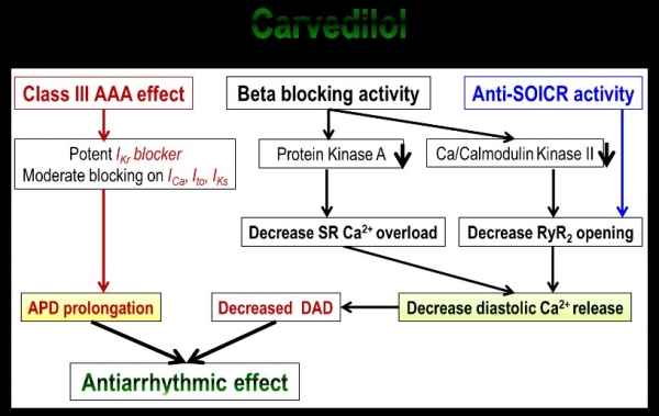 그림 1. Carvedilol의 항부정맥 효과의 다양한 기전