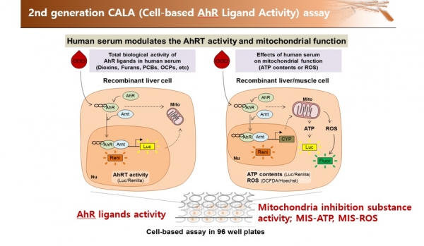 2nd generation CALA (Cell-based AhR Ligand Activity) assay. 이홍규 교수 슬라이드 제공.