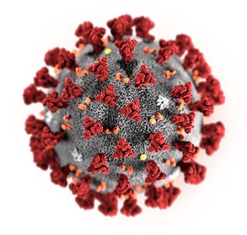신종 코로나바이러스 일러스트(사진제공: 미국 CDC)