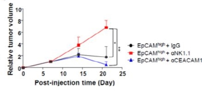 EpCAM 양성 생쥐 간암 모델에서 CEACAM1 차단 시 종양의 크기가 감소됐다.