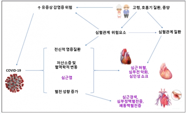 COVID-19와 관련된 심혈관계 합병증의 발생 기전. 사진 출처: 창원경상대병원 정영훈 교수.