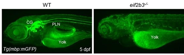 EIF2B3 유전자 결핍 동물모델(오른쪽)이 그렇지 않은 동물모델(왼쪽)에 비해 신경계 미엘린 생성 결핍 증상을 보이고 있는 모습.