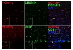 ▲그림2. 희소돌기아교 전구세포(mCherry)를 탈수초화 마우스 뇌에 이식 시 뇌의 모세혈관(CD31)으로 회귀해 혈관주위세포(DESMIN)로 재전환됐다.