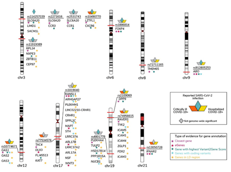 ▲코로나19 감염과 중증도에 연관된 유전자와 염색체 상 위치(출처 Nature).
