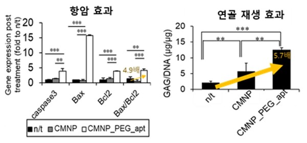 CMNP_PEG_apt의 암세포 사멸와 연골 분화 효과는 CMNP_PEG_apt을 처리하지 않은 대조군에 비해 각각 4.9배, 5.7배 높았다