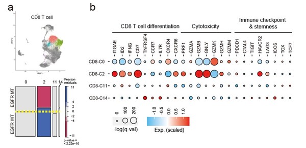 그림1) EGFR 돌연변이와 EGFR 야생형 폐암 조직에서 CD8 T세포 아형의 유전자 발현량의 차이