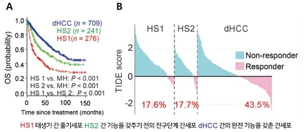 A. 간암 환자 생존율 분석 결과, 태생기 간 줄기세포 그룹(HS1), 전구단계 간세포 그룹(HS2)이 간의 완전기능을 갖춘 간 세포 그룹(dHCC)보다 생존율이 낮음을 보였다.B. 간암 면역치료 반응 분석 결과, 태생기 간 줄기세포(HS1)그룹 17.6%, 전구단계 간세포(HS2) 그룹 17.7%로 간의 완전기능을 갖춘 간 세포 그룹(dHCC) 43.5%에 비해 현저하게 반응률이 낮았다.