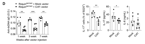 ▲(좌측) 루푸스 질환 마우스 모델에 크립1 유전자 치료시 질환 개선. (우측) 루푸스 환자 말초혈액단핵세포에 크립1 과발현 시 인터루킨 17 생성 감소.