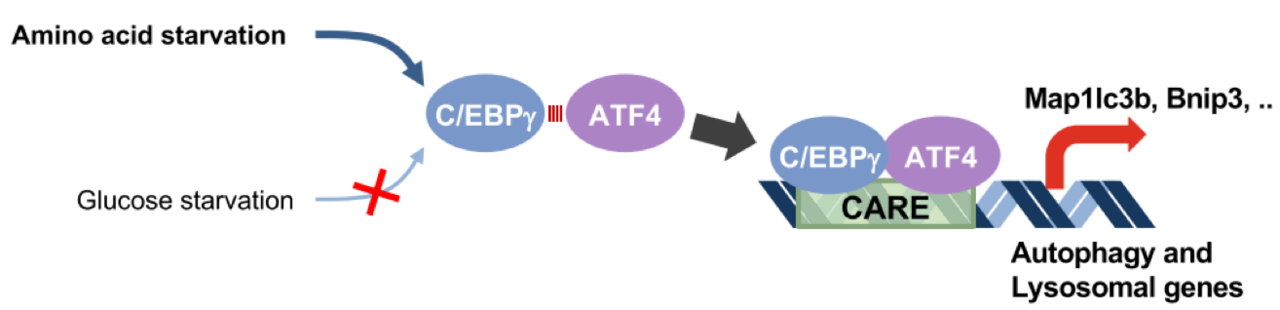 아미노산 결핍 상황에 특이적으로 작동하는 새로운 오토파지 조절인자 C/EBP 조절 기전. 세포에 아미노산 결핍이 인지되면 C/EBP 단백질량이 증가한다. 증가한 C/EBP가 ATF4 단백질과 결합하고 오토파지 관련 유전자에 직접 결합해 유전자가 발현돼 오토파지가 발생한다.