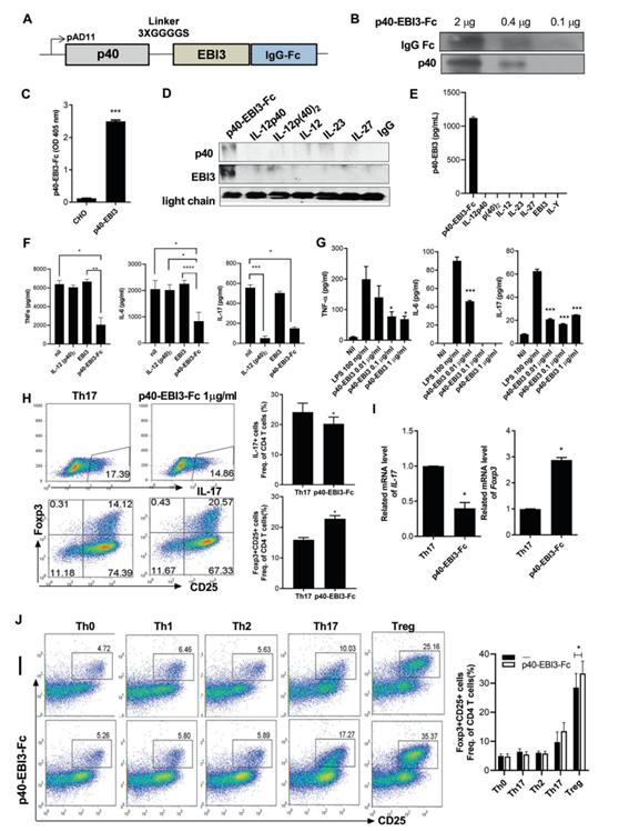 ▲신규 사이토카인 p40-EBI3 복합단백질을 이용한 병인 면역T 세포 TH17 억제와 면역조절 T세포 Treg 유도 동시조절 효과 확인.