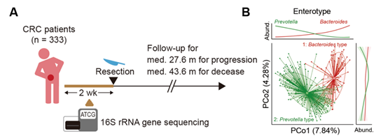 A. 333명의 대장암 환자 수술 전 분변에 대한 16S rRNA 유전자 시퀀싱과 추적 관찰 ​​​​​​​​​​​​​​​​​​​​​B. 장내 미생물 군집의 표현형. 박테로이데스와 프리보텔라 타입으로 구분됨