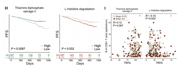 H. 대장암 예후 관련 새로운 장내 미생물(Thiamine, L-Histidine) 대사 경로와 무진행 생존율 추이.I. 새로운 미생물 기반 바이오마커와 대장 상피층 내 세포사멸 CD8+ T세포의 상관성.