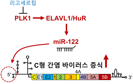 miR-122_조절_상위_신호전달_메커니즘.