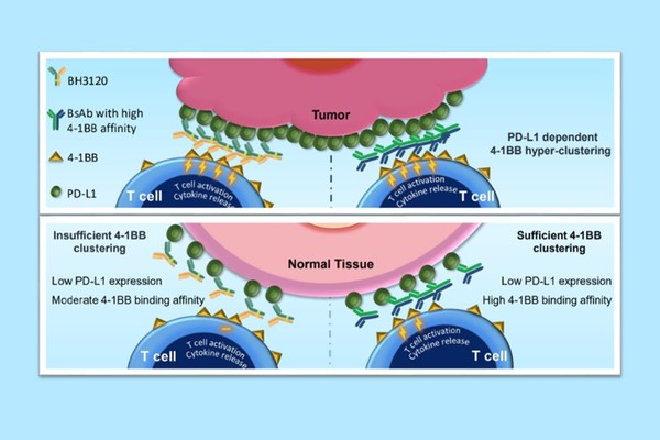 북경한미약품이 미국암연구학회(AACR 2023)에서 발표한 BH3120의 작용 기전. 종양(Tumor)에서는 ‘BH3120(왼쪽 Y자 물질)’과 ‘4-1BB 결합력이 높은 이중항체(오른쪽 Y자 물질)’ 모두 강력한 항암효과를 유도하지만, 일반 조직(Nomal Tissue)에서는 BH3120이 4-1BB 결합력이 높은 이중항체와 달리 불필요한 면역활성화를 최소화해 보다 안전성을 지닌다는 내용.