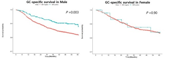 [그래프. EBV 위암 생존율 비교]그래프 설명 : 남성(왼쪽) 에서는 EBV 위암(파란색)이 그 외 위암(붉은색)에 비해 높은 생존율을 보였으나 여성(오른쪽)에서는 그러한 차이가 드러나지 않았다.