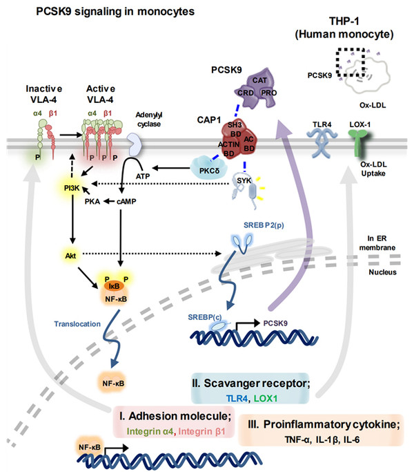 서울대병원 김효수 연구팀, PCSK9 단백질 염증 유발 기전 최초 규명