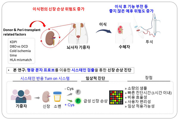 [(구배경 모식도) 시스테인 수치를 감지하는 형광 분자 프로브를 활용한 신장 손상 진단