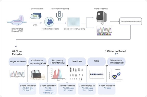 유도만능줄기세포 단계 모식도