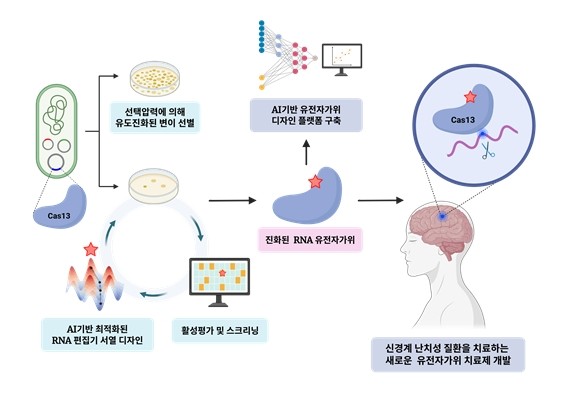 ▲유도진화 활용한 차세대 RNA 유전자 편집 기술 개발 모식도.