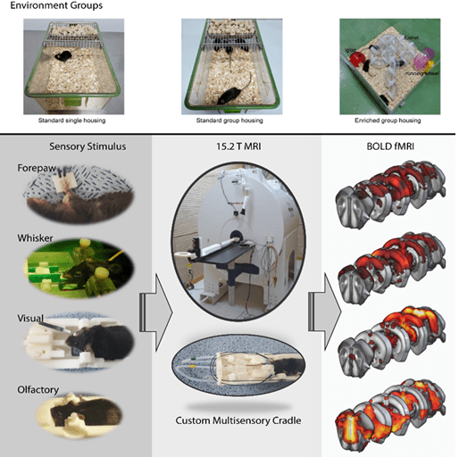 ▲연구팀은 사육 환경에 따라 뇌의 통합적 감각기능이 어떻게 달라지는지 다중감각 fMRI을 이용하여 시각화하는 데 성공했다.