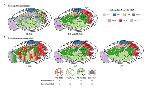 ▲고립환경에서 자란 쥐(SS)는 뇌의 기능적 연결성과 네트워크 분리도(segregation) 저하됐고 네트워크 혼재가 관찰됐다. SS그룹은 다른 그룹과 달리 영역 구분이 뚜렷하지 않은 게 특징적이다.