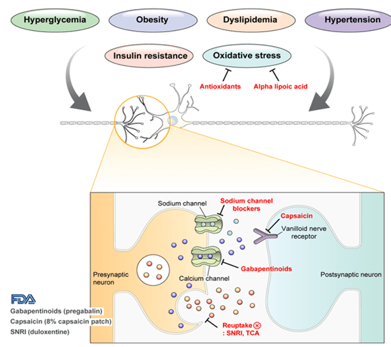 그림 1. 통증성 당뇨병 신경병증의 약물치료 (출처: Diabetes Metab J2023;47:744-757)