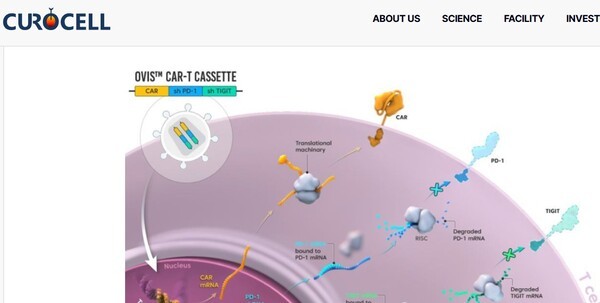 국산 'CAR-T' 시대 열리나···큐로셀, '림카토' 잰걸음 - 뉴스 썸네일 이미지