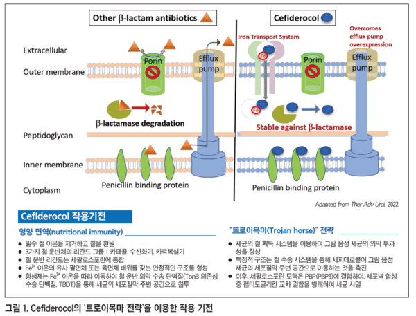 다제내성균 감염 치료의 새로운 기회 - 뉴스 썸네일 이미지