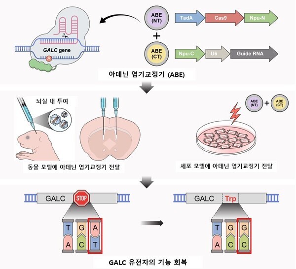 기사 제목 '희귀질환 ‘크라베병’, 유전자 편집으로 치료한다'의 대표 이미지