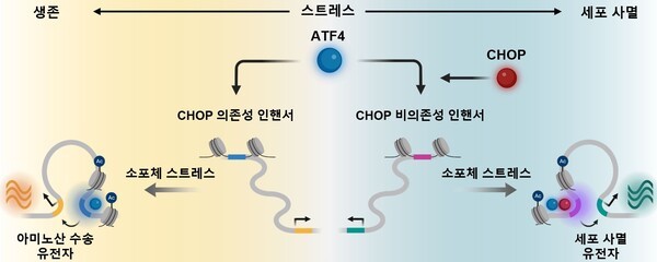 기사 제목 '스트레스 받는 세포, 생존 또는 사멸 가르는 유전자 원리 규명'의 대표 이미지
