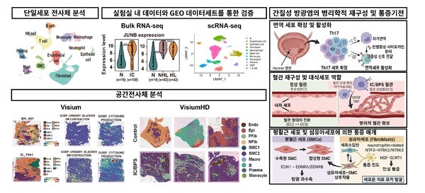 기사 제목 '난치성 ‘간질성 방광염’ 새로운 발병 원인 나왔다'의 대표 이미지