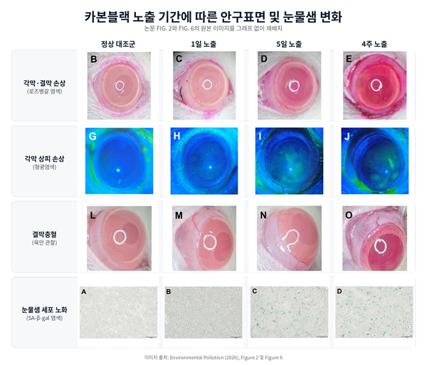 기사 제목 '대기오염에 장기간 노출된 눈, 전신 면역반응도 바꿔'의 대표 이미지